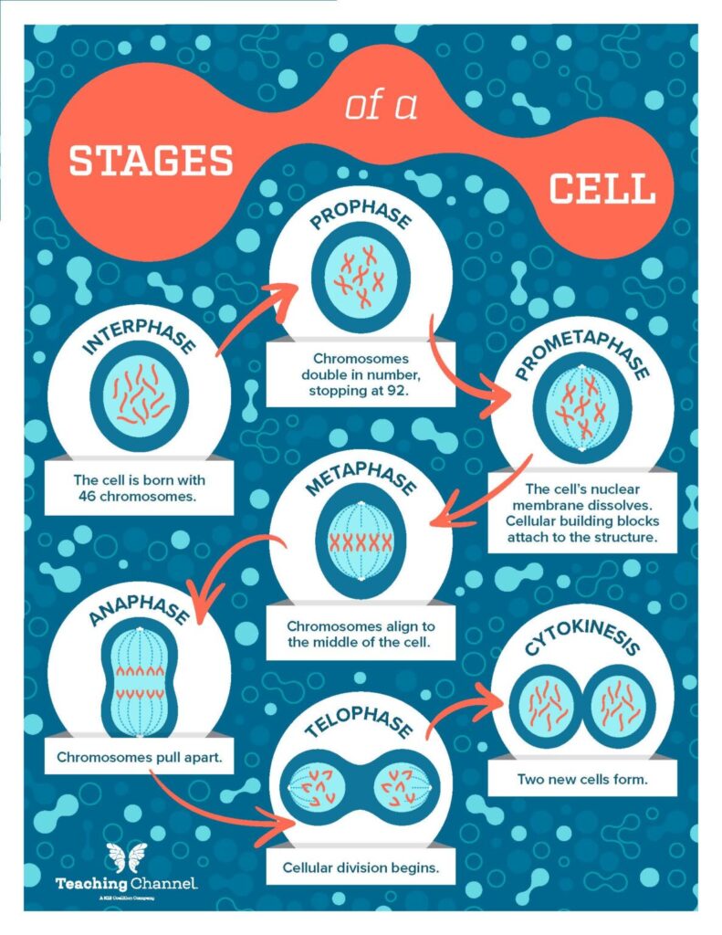 Stage of a cell