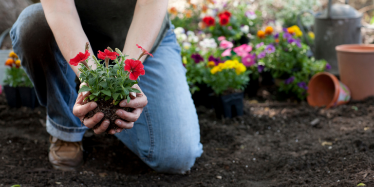 Connection between teaching and gardening