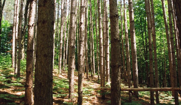 Eliciting Engagement with Earth Day Every Day