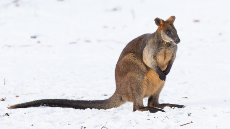 Bring australia to your classroom this winter